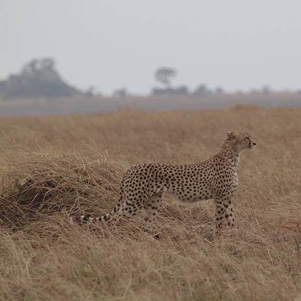 Central Serengeti, Seronera, and Grumeti