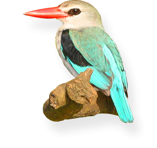 Mangrove Kingfisher: Wami River, Saadani National Park