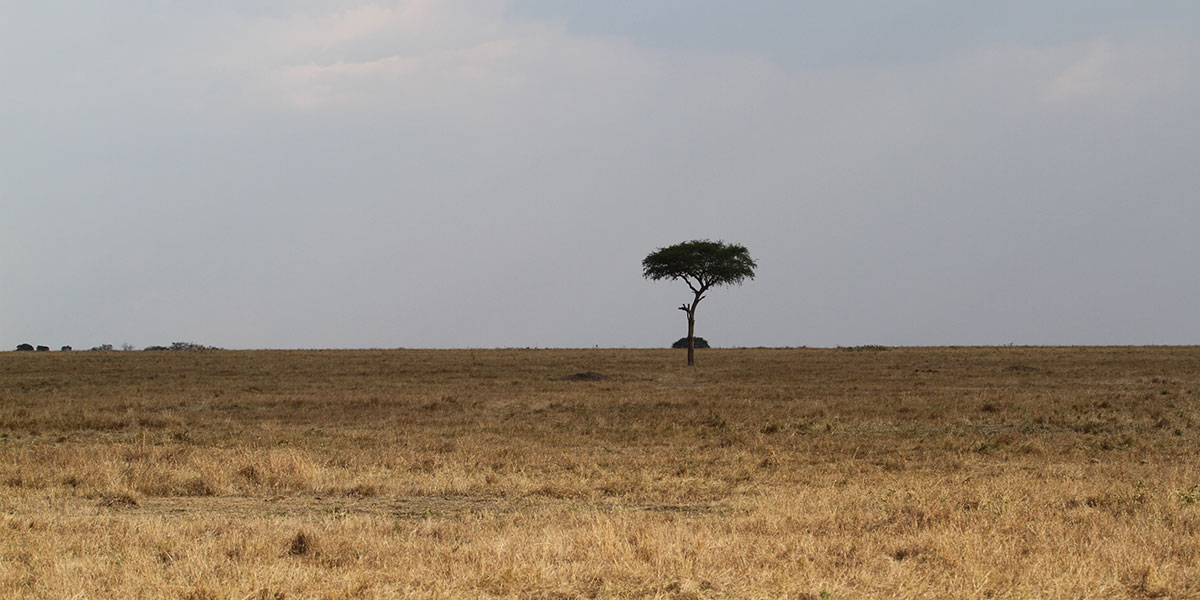 Acacia Tortilis Tree, Northern Serengeti National Park - by The Safari Store