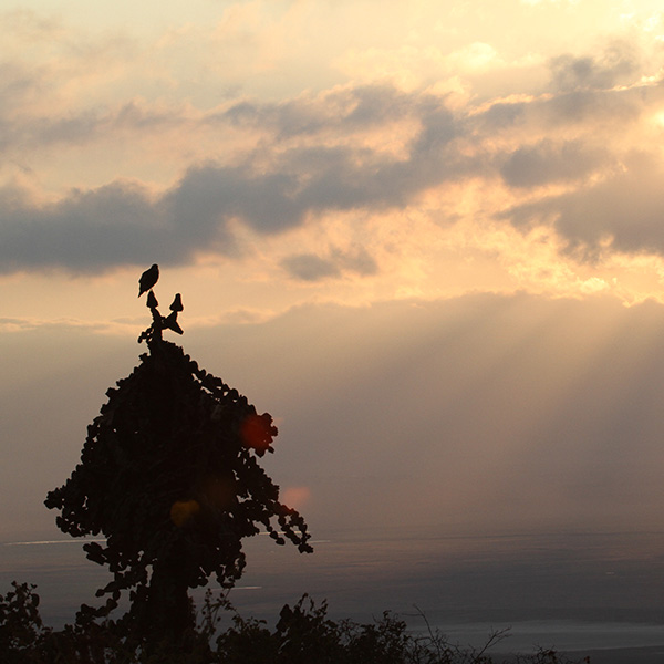 Augur Buzzard, Ngorongoro Crater - by The Safari Store