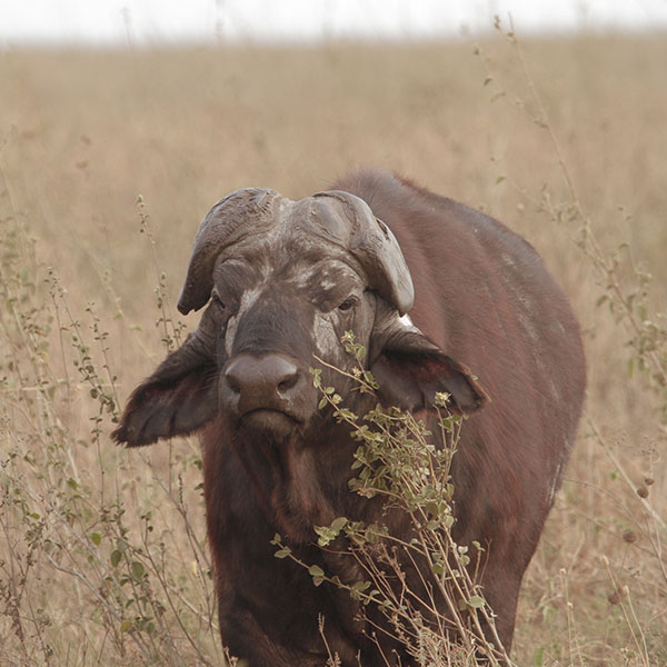 Buffalo, Central Serengeti National Park, Seronera - by The Safari Store