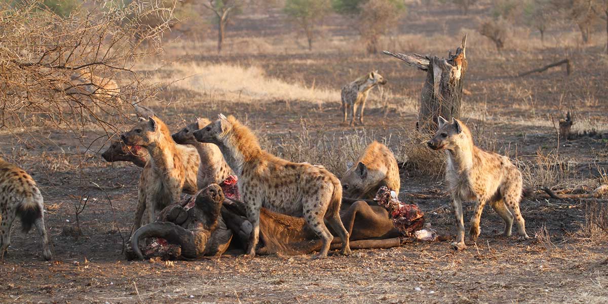 Central Serengeti, Seronera, Grumeti Safari Planning by The Safari Store