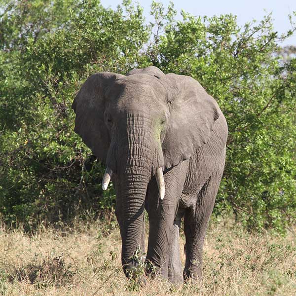 Elephant, Central Serengeti National Park - by The Safari Store