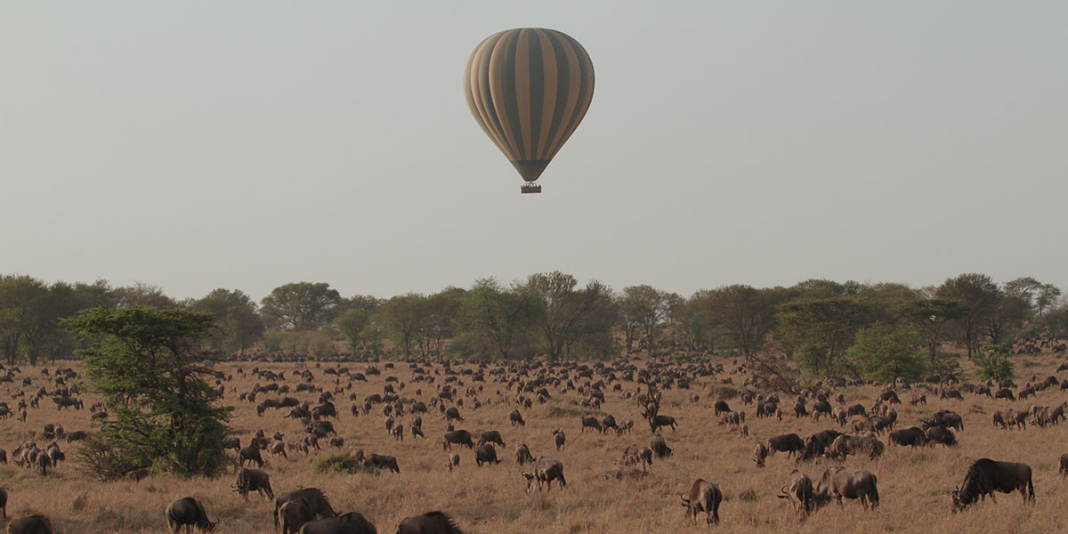 The Great Migration on a Balloon Safari by The Safari Store