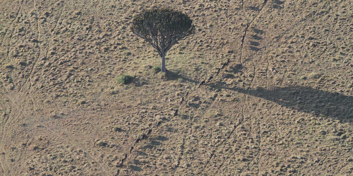 What Causes the Great Migration - by The Safari Store