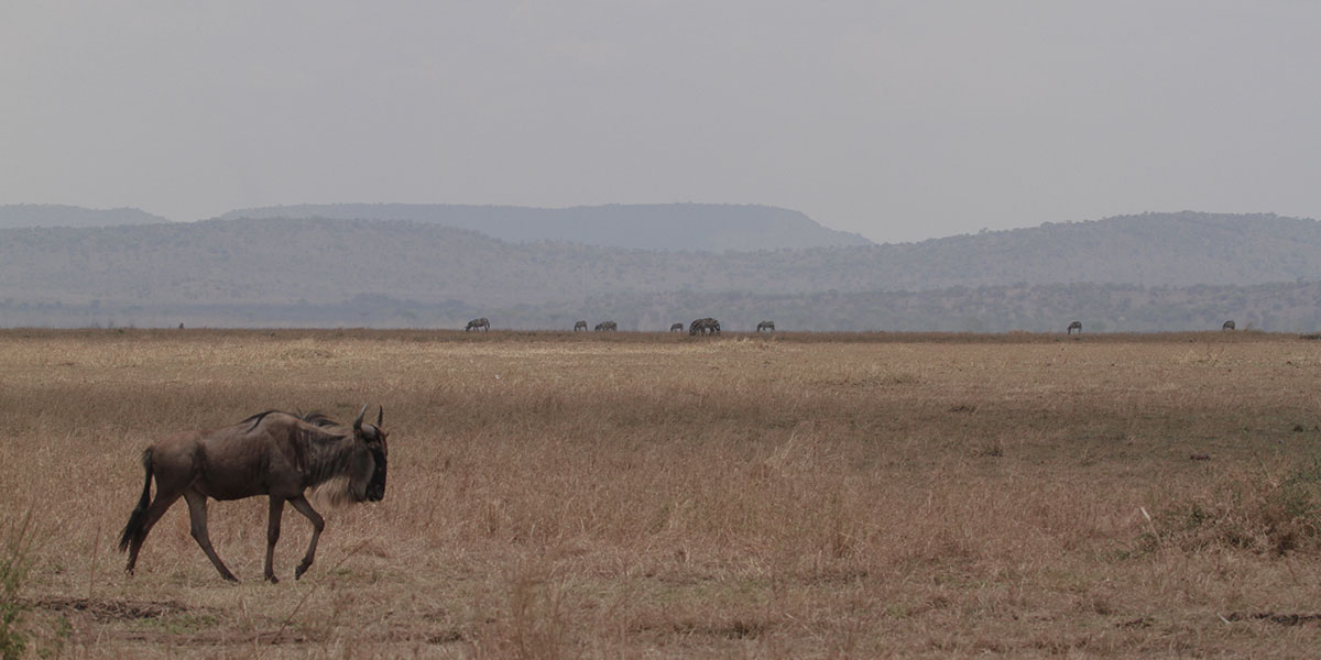 The Great Migration at Seronera, Central Serengeti - by The Safari Store