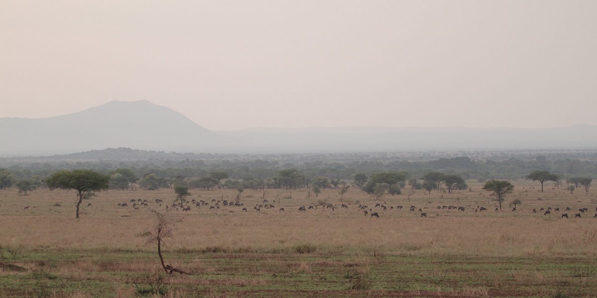 Great Migration near Grumeti - by The Safari Store
