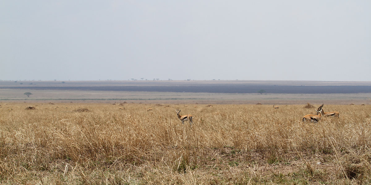 The Great Migration near Ndutu, Southern Serengeti - by The Safari Store