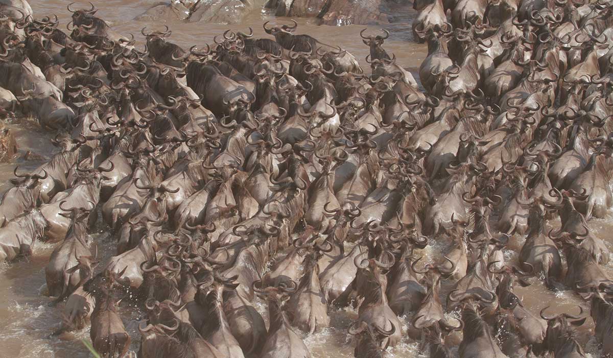 Great Migration by The Safari Store