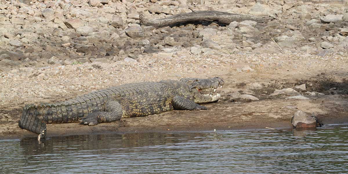 Crocodile in the Grumeti River, Serengeti - by The Safari Store
