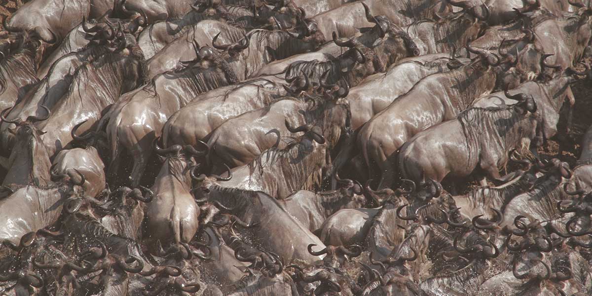 Number of Animals in the Great Migration - by The Safari Store