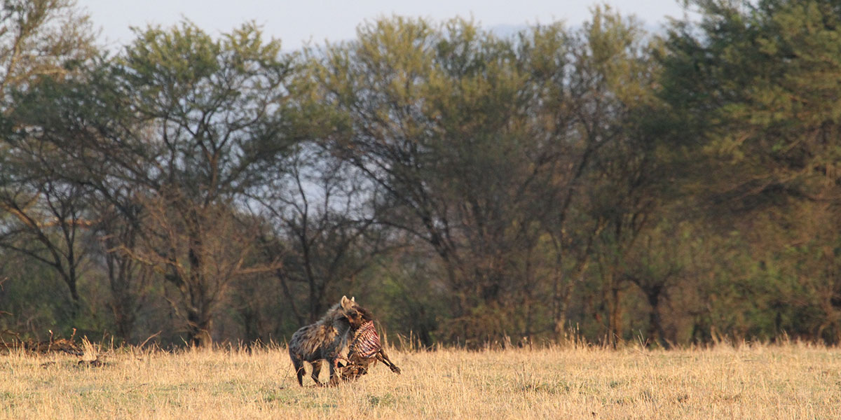 Hyena in the Great Migration, Serengeti - by The Safari Store