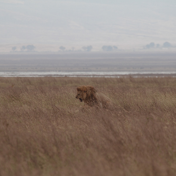 Ngorongoro Crater Wildlife - Lions - by The Safari Store