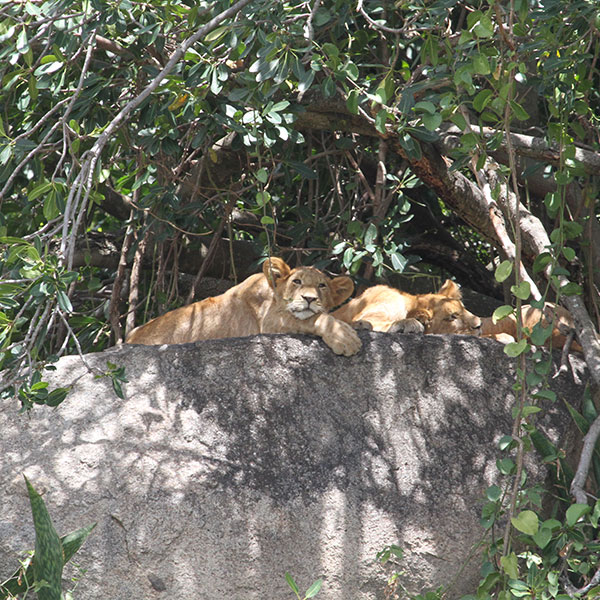 Lions, Northern Serengeti National Park - by The Safari Store