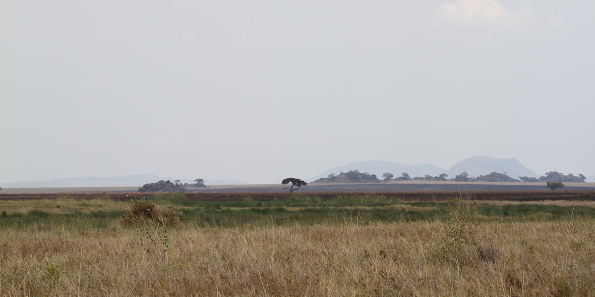 Maasai Kopjes, Central Serengeti National Park - by The Safari Store