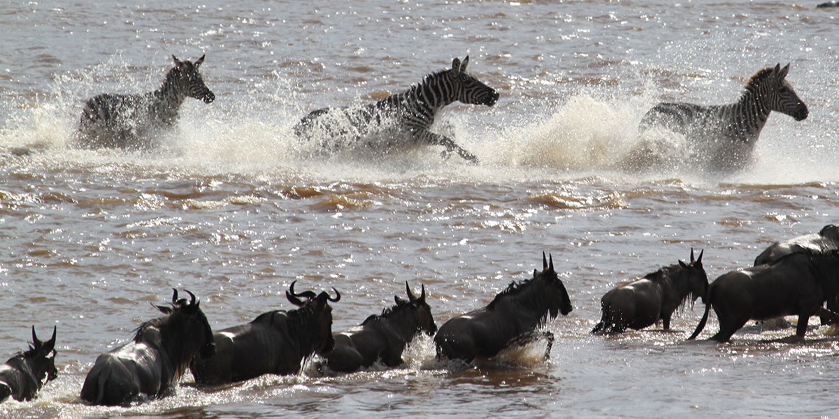 Mara River Crossing and the Great Migration by The Safari Store