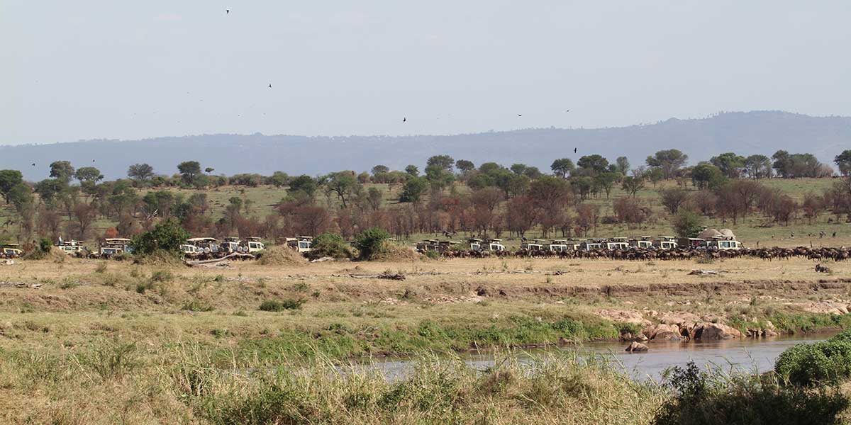 Mara River Game Drive and the Great Migration - by The Safari Store
