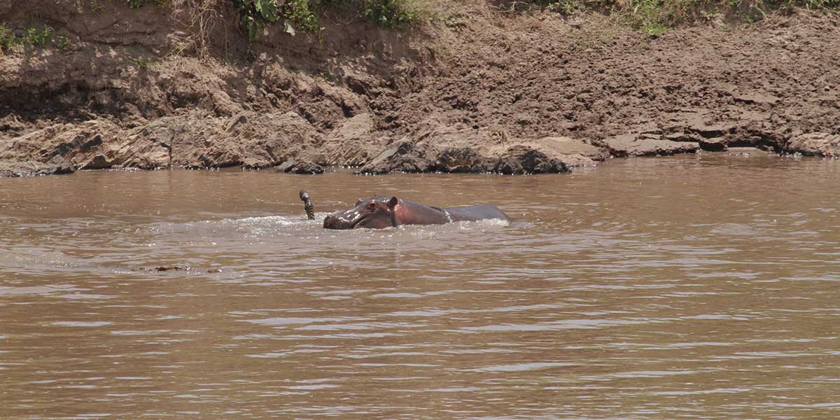 Hippo and Crocodile, Mara River during the Great Migration - by The Safari Store