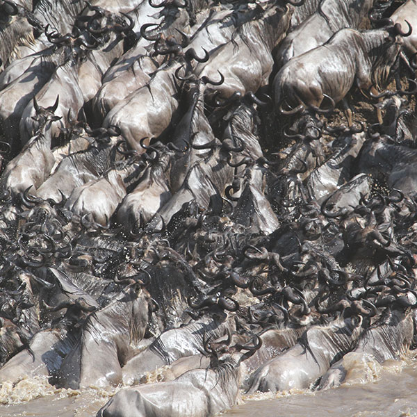 Wildebeest Migration, Serengeti National Park - by The Safari Store