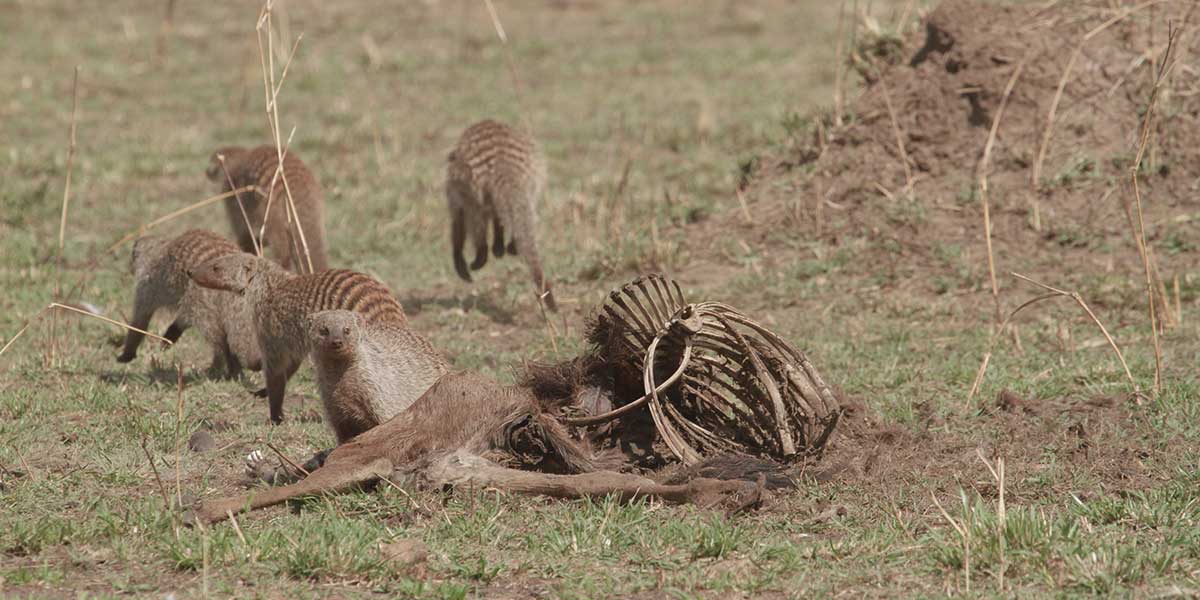 Mongooses and the Great Migration by The Safari Store