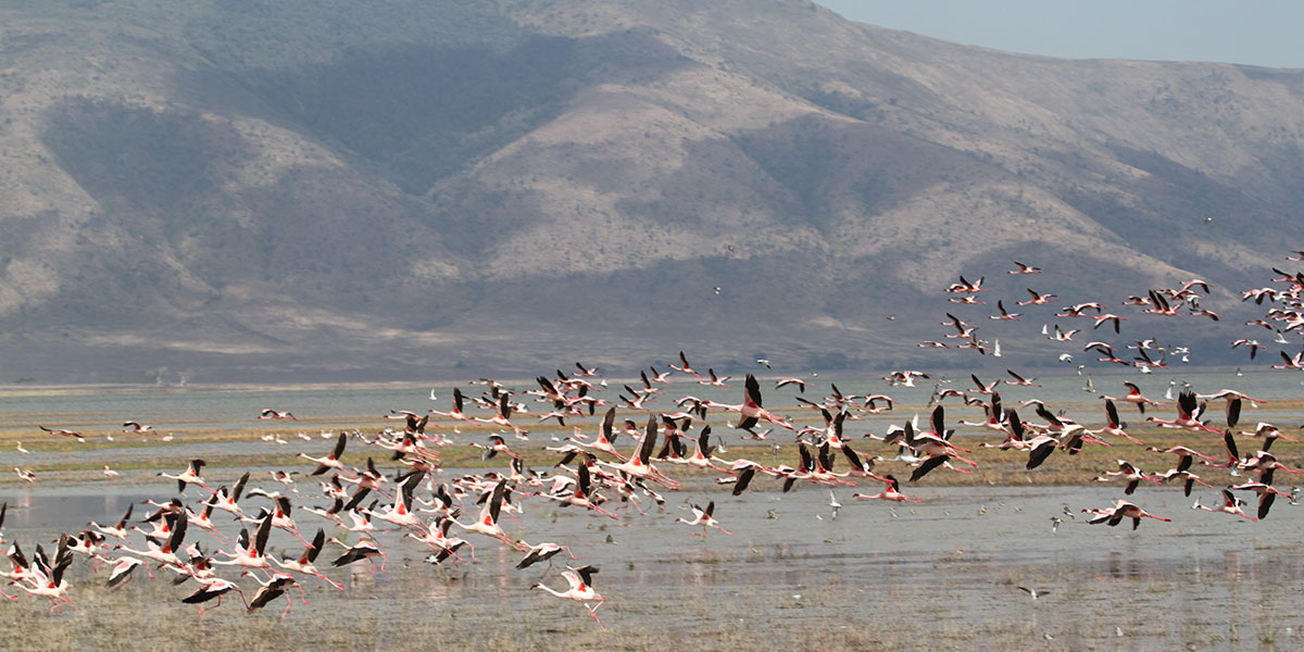 Flamingos at Lake Magadi, Ngorongoro Crater - by The Safari Store