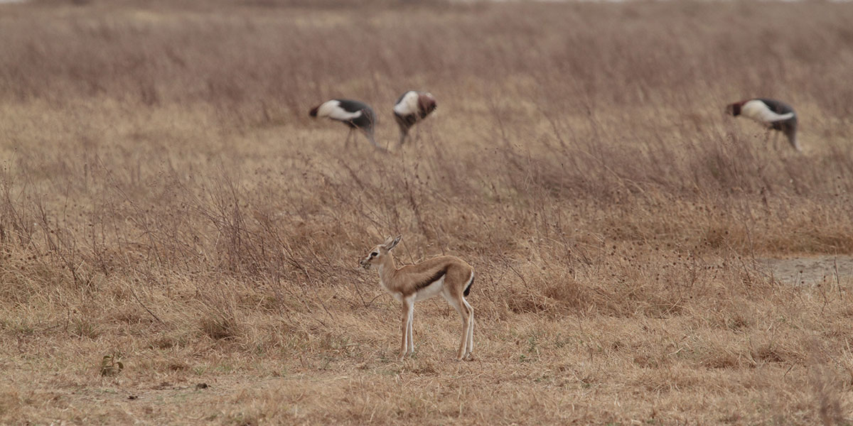 Ngorongoro Crater Wildlife - Gazelle - by The Safari Store