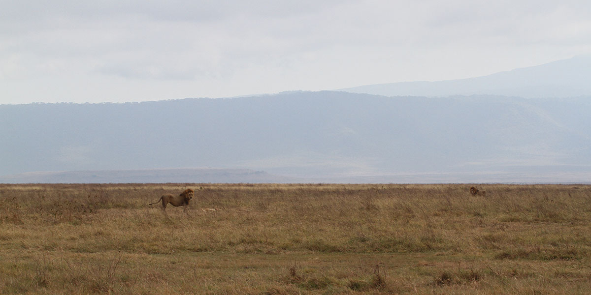 Lions in Ngorongoro Crater - by The Safari Store
