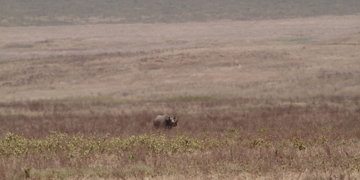 Ngorongoro Crater Rhino - by The Safari Store