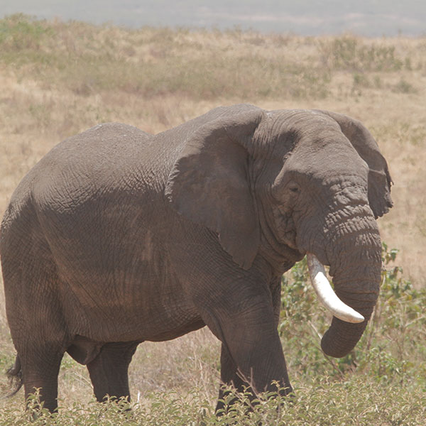 Ngorongoro Crater Wildlife - Elephant - by The Safari Store
