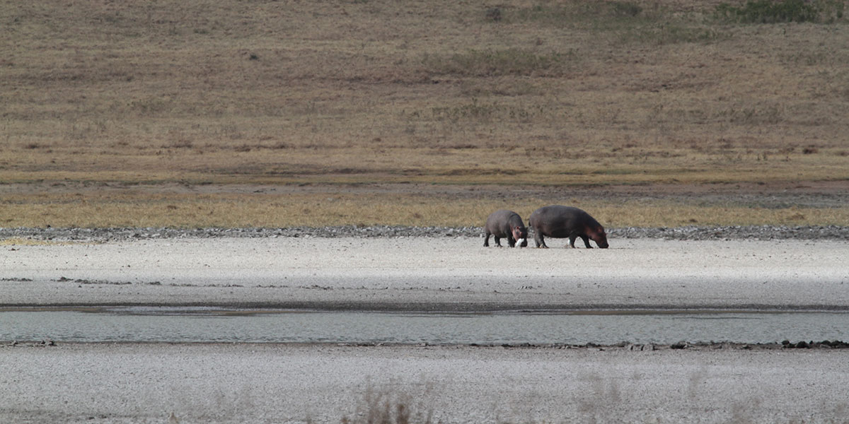 Ngorongoro Safari Wildlife - Hippos - by The Safari Store