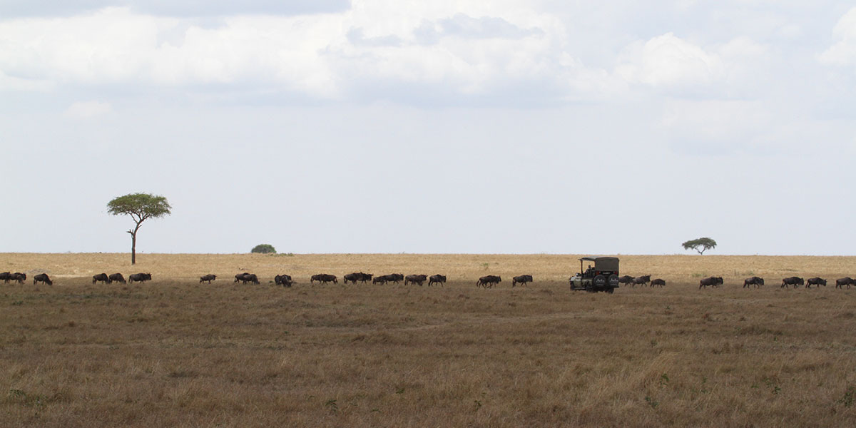 Game Drive in Northern Serengeti National Park by The Safari Store