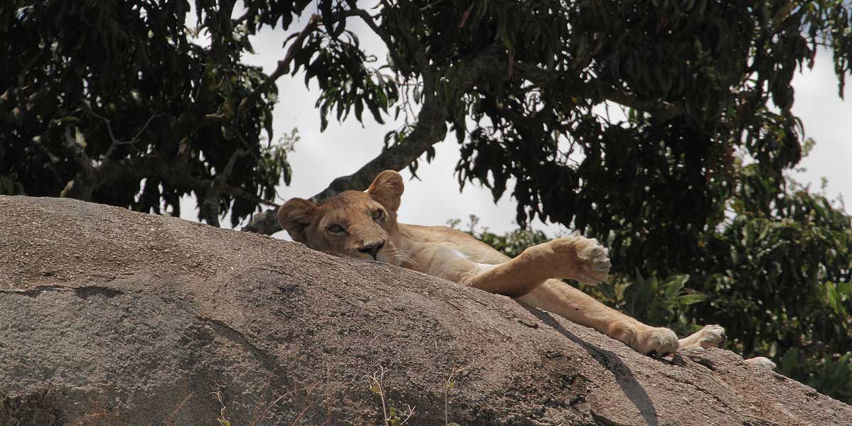 Northern Serengeti National Park Lions - by The Safari Store