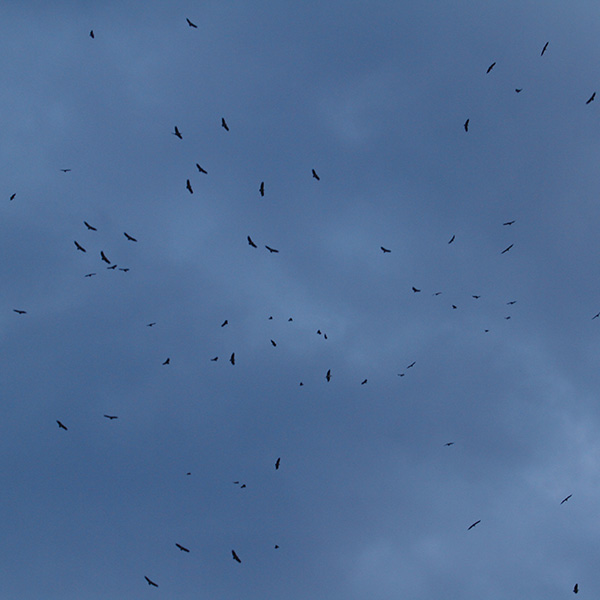 Ruppels Griffon Vultures - Northern Serengeti National Park - by The Safari Store