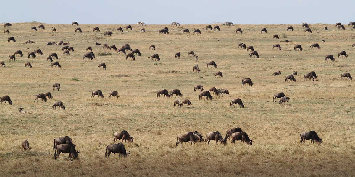 Northern Serengeti National Park Great Migration - by The Safari Store