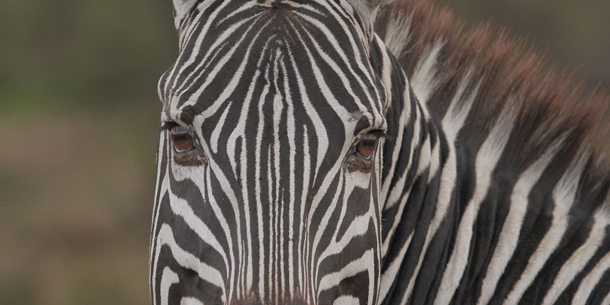 Zebra in Northern Serengeti National Park by The Safari Store