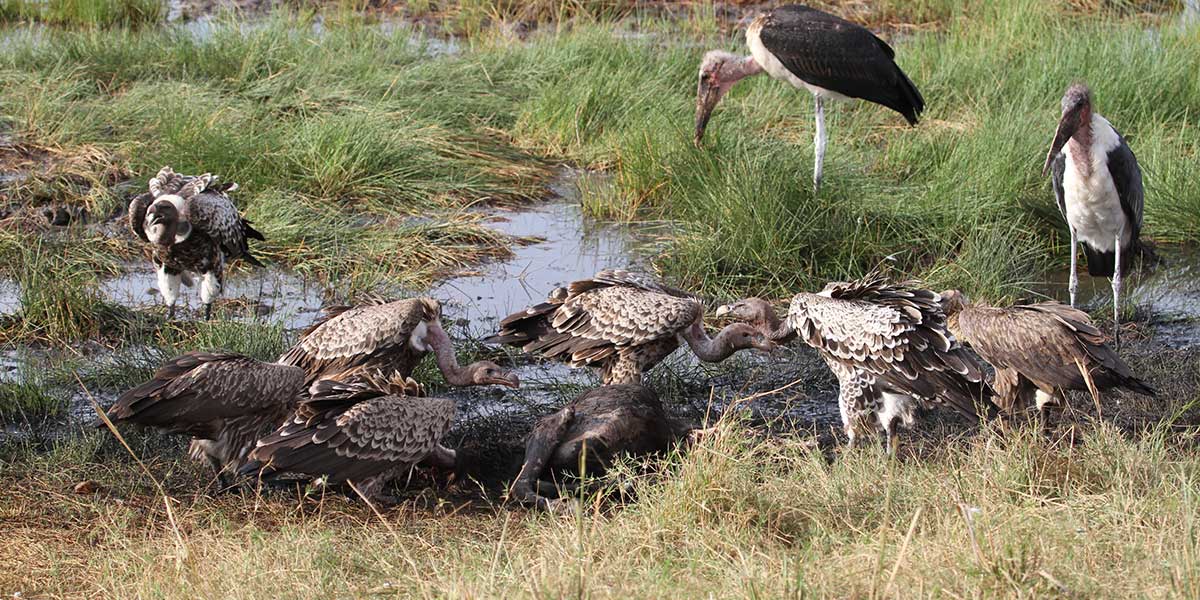 Ruppells Griffons and the Great Migration by The Safari Store