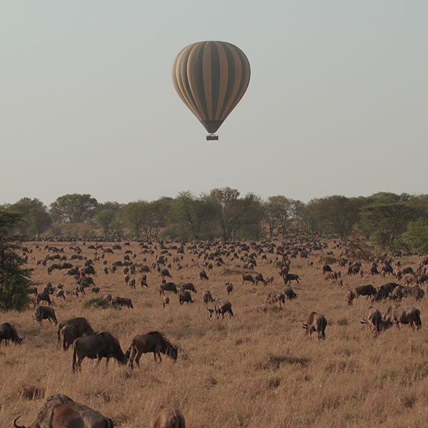 Serengeti Balloon Safari - by The Safari Store