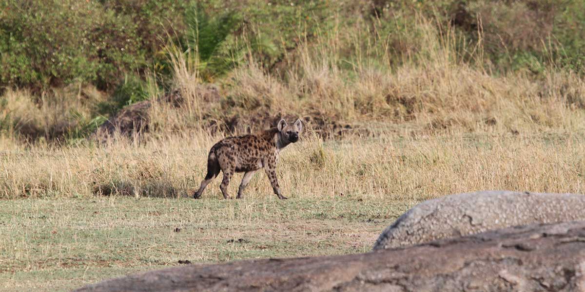Wildlife in Northern Serengeti National Park - Hyena - by The Safari Store