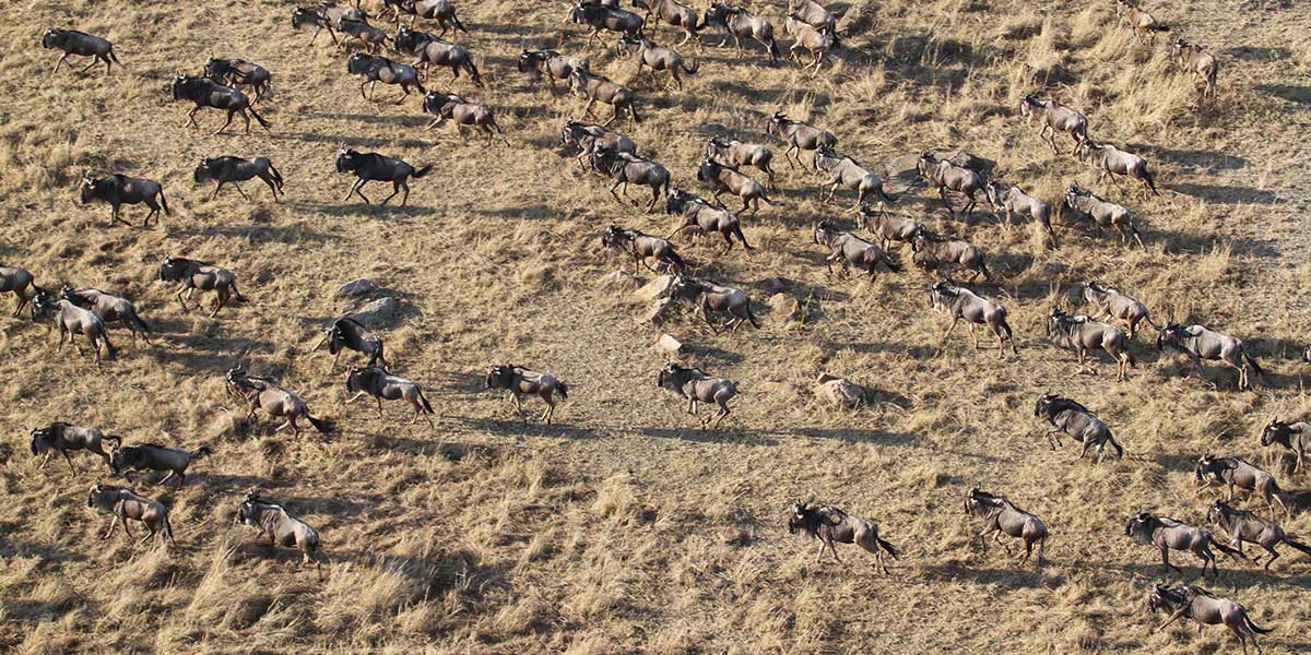 Serengeti Safari Travel Advice - by The Safari Store