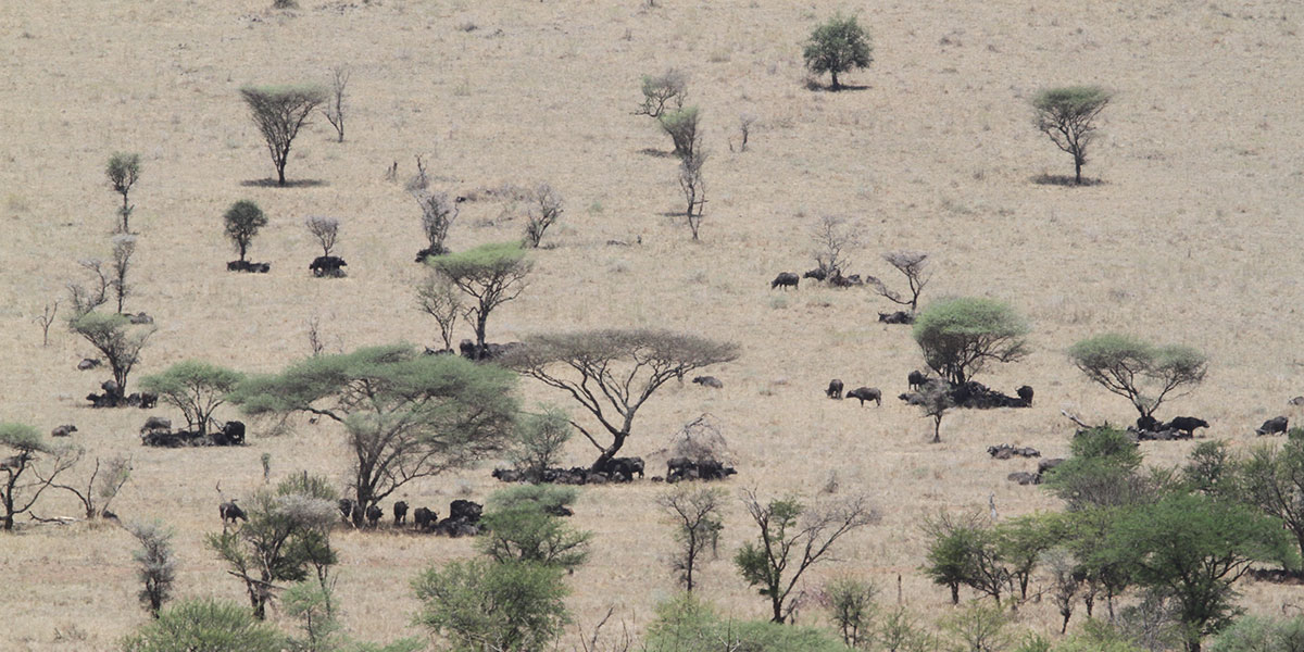 Buffalo near Seronera, Central Serengeti National Park - by The Safari Store