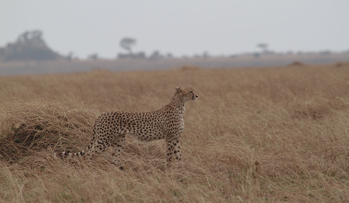 Cheetah - Seronera, Central Serengeti National Park - by The Safari Store