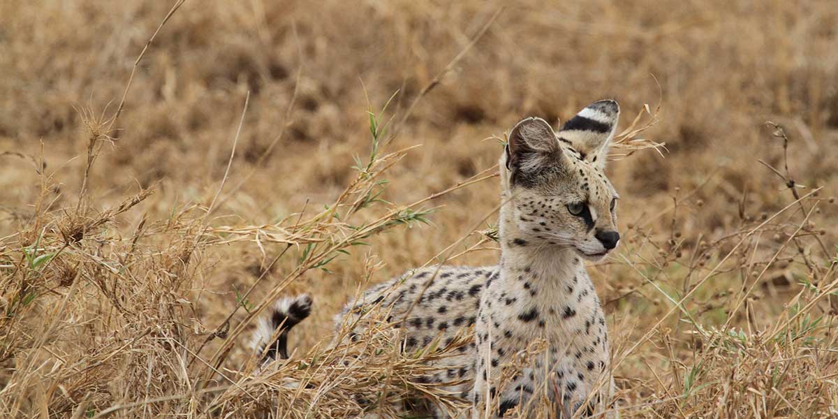 Serval, Seronera in the Central Serengeti - by The Safari Store