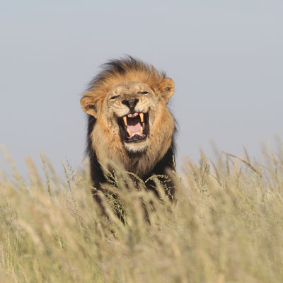 South African safari destinations - Kgalagadi Transfrontier Park