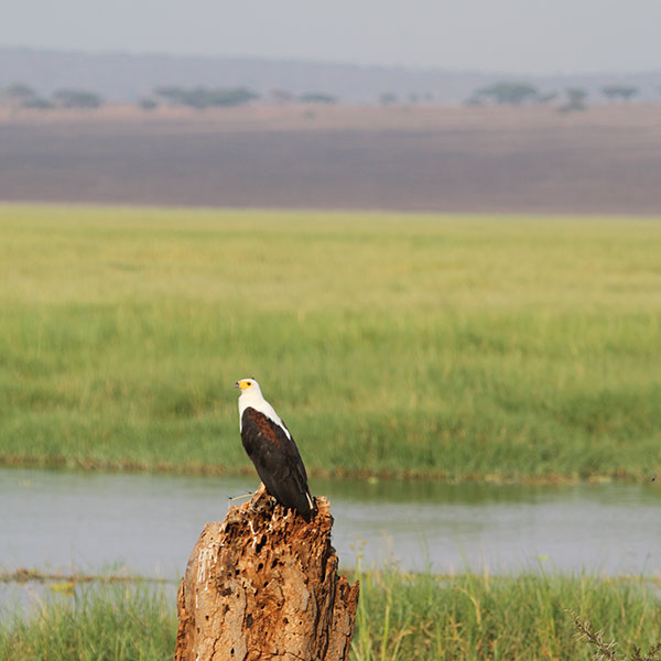 African Fish Eagle in Tarangire National Park - by The Safari Store