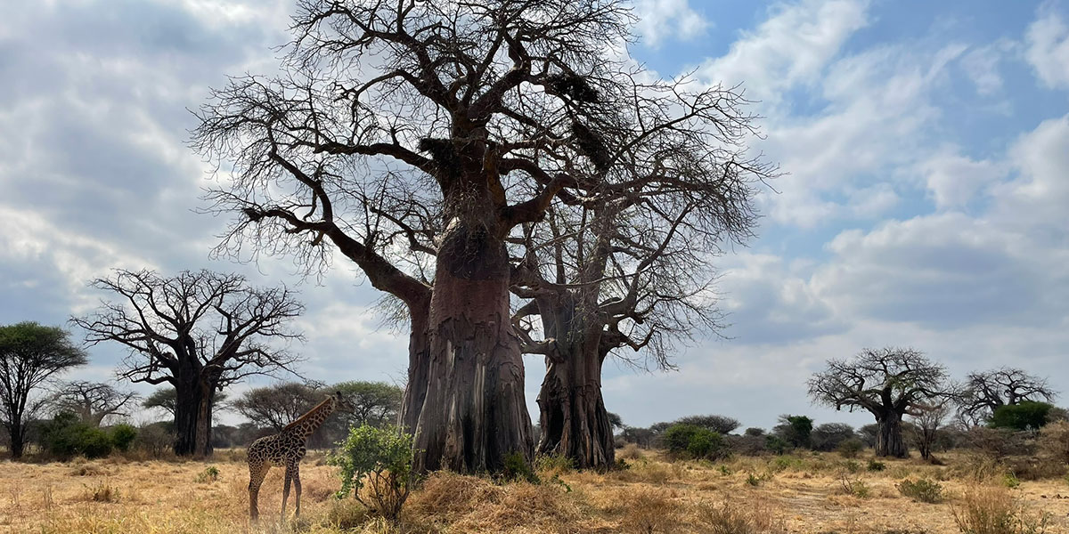 Tarangire National Park Baobabs by The Safari Store