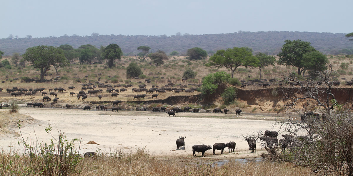 Buffalo in the Tarangire River, Tarangire National Park - by The Safari Store