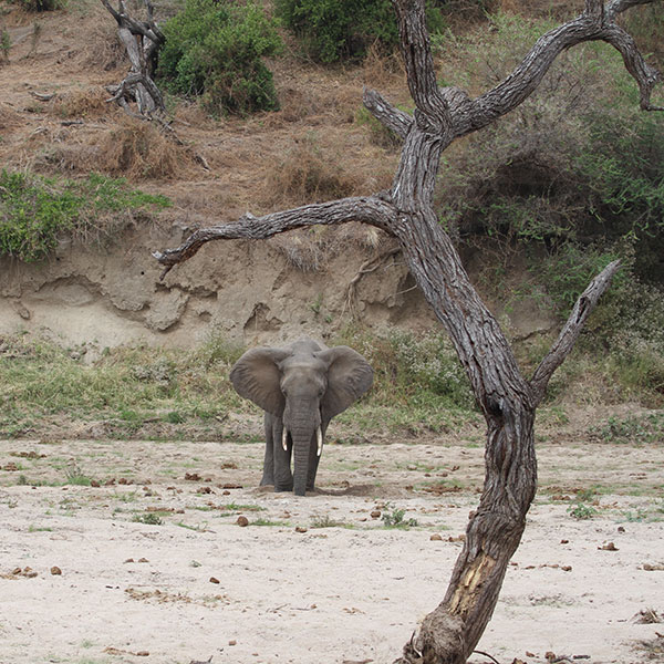 Elephant in Tarangire River, Tarangire National Park - by The Safari Store