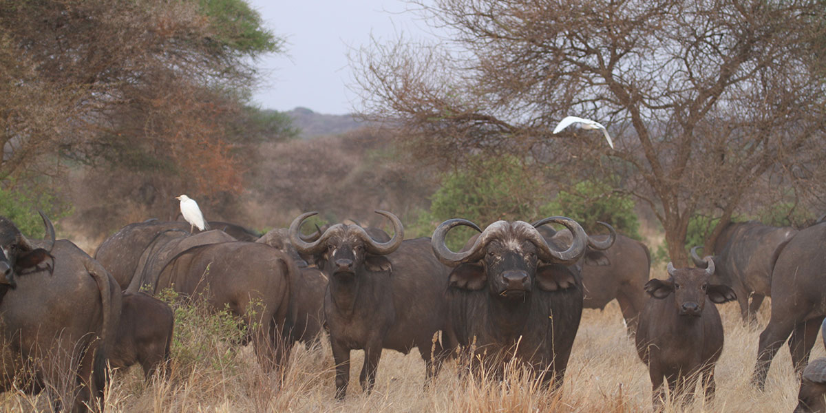 Tarangire National Park Wildlife - Buffalo - by The Safari Store