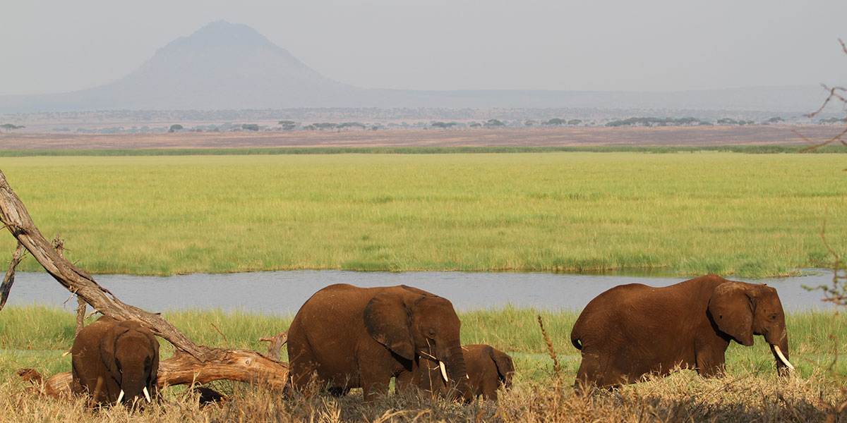 Tarangire National Park Wildlife - Elephants - by The Safari Store