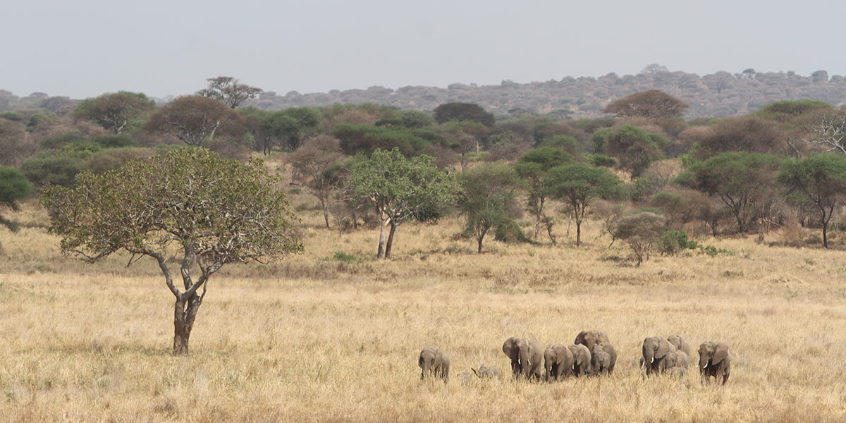 Tarangire Safari Travel Advice - by The Safari Store